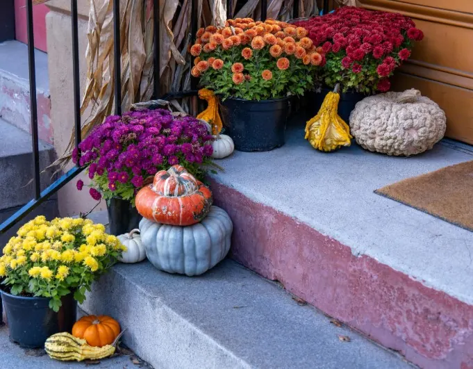 Fall steps display with mums, gourds, and heirloom pumpkins